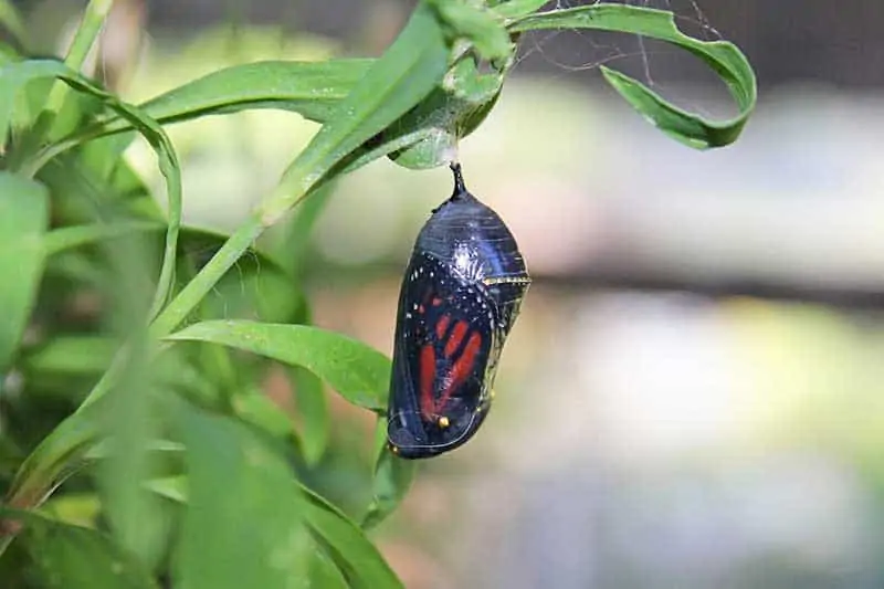monarch-butterfly-chrysalis